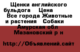 Щенки английского бульдога  › Цена ­ 60 000 - Все города Животные и растения » Собаки   . Амурская обл.,Мазановский р-н